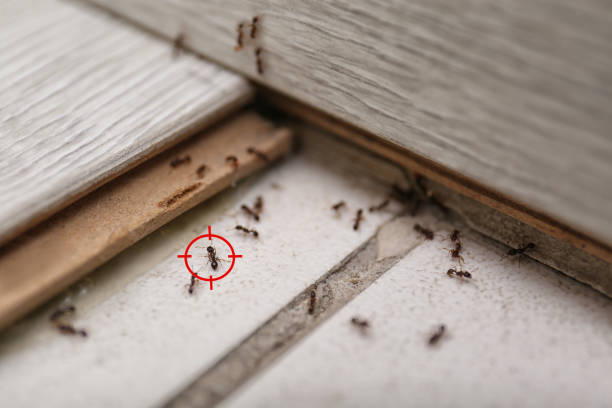 Best Ant Control Services  in Nashua, IA