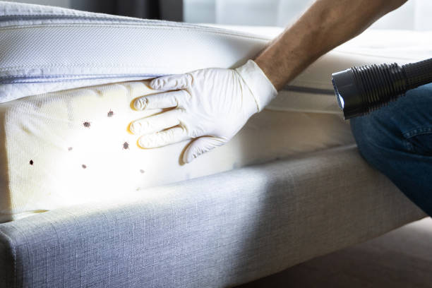 Best Local Pest Control Services  in Nashua, IA