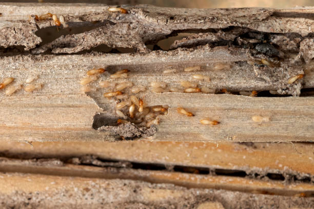 Best Pest Removal Services  in Nashua, IA