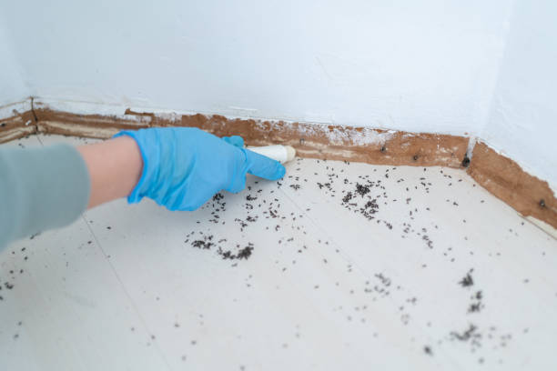 Best Termite Control Services  in Nashua, IA